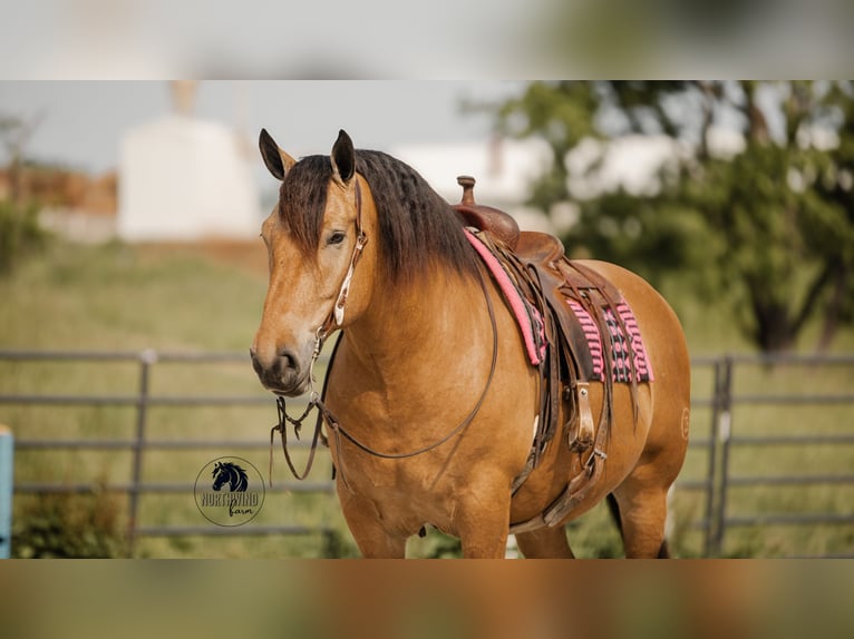 Trekpaard Mix Ruin 5 Jaar 170 cm Buckskin in Fredericksburg, OH