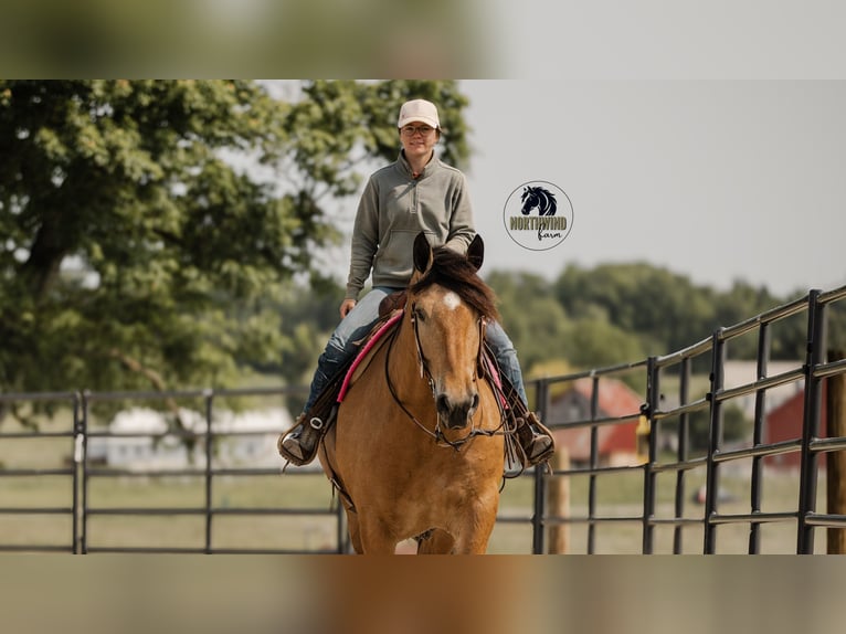 Trekpaard Mix Ruin 5 Jaar 170 cm Buckskin in Fredericksburg, OH