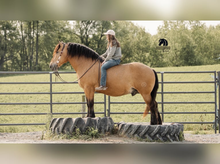 Trekpaard Mix Ruin 5 Jaar 170 cm Buckskin in Fredericksburg, OH
