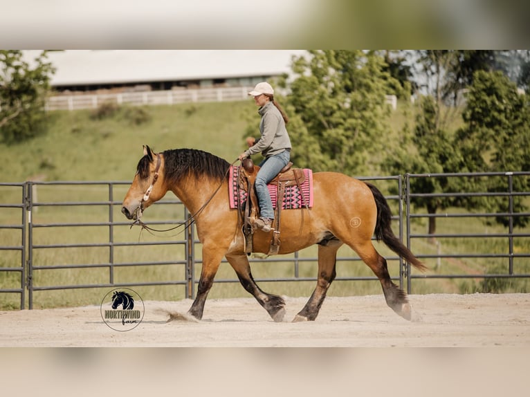 Trekpaard Mix Ruin 5 Jaar 170 cm Buckskin in Fredericksburg, OH