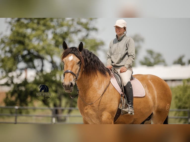Trekpaard Mix Ruin 5 Jaar 170 cm Buckskin in Fredericksburg, OH