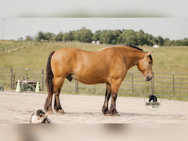 Trekpaard Mix Ruin 5 Jaar 170 cm Buckskin in Fredericksburg, OH