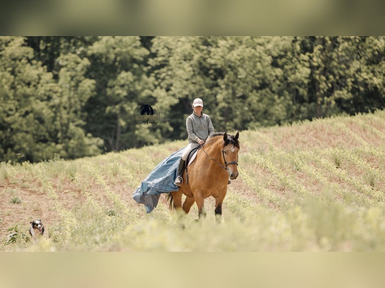 Trekpaard Mix Ruin 5 Jaar 170 cm Buckskin in Fredericksburg, OH