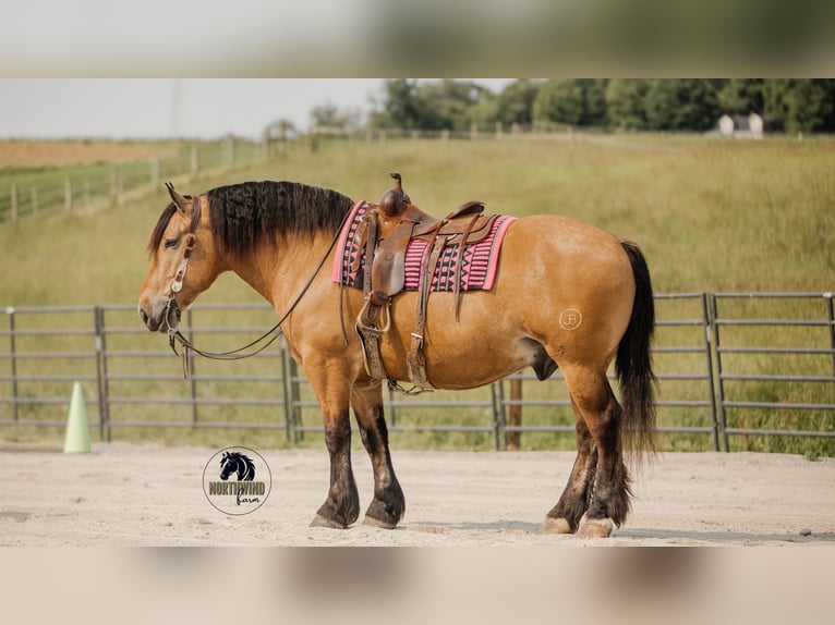 Trekpaard Mix Ruin 5 Jaar 170 cm Buckskin in Fredericksburg, OH
