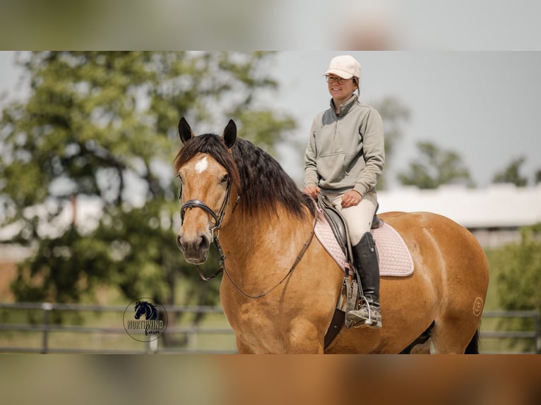 Trekpaard Mix Ruin 5 Jaar 170 cm Buckskin in Fredericksburg, OH