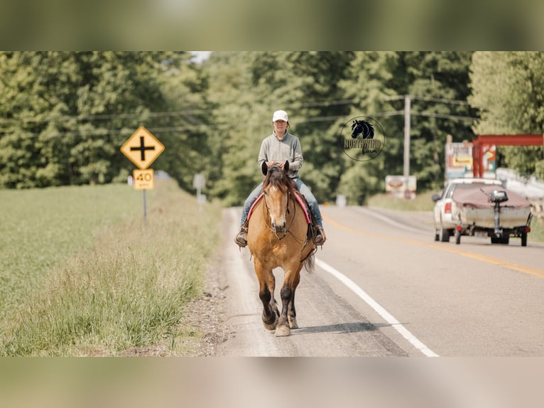 Trekpaard Mix Ruin 5 Jaar 170 cm Buckskin in Fredericksburg, OH