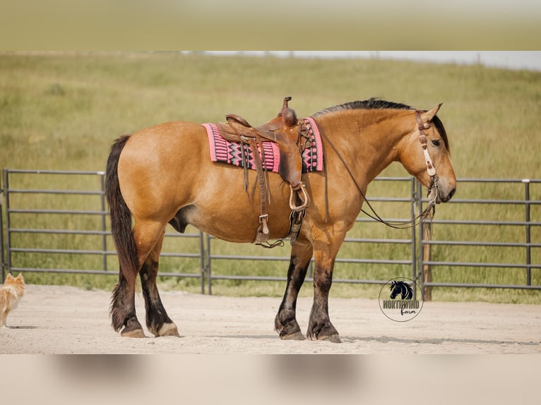 Trekpaard Mix Ruin 5 Jaar 170 cm Buckskin in Fredericksburg, OH