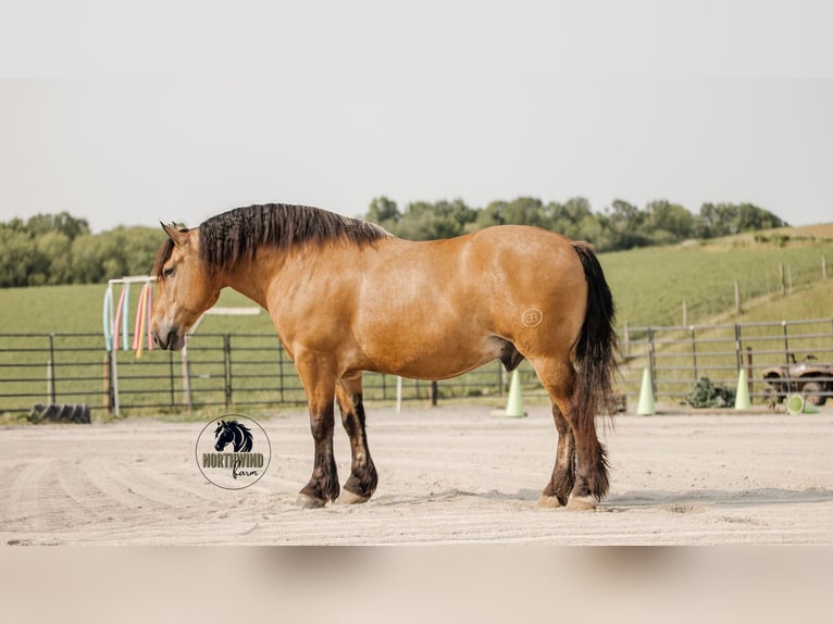 Trekpaard Mix Ruin 5 Jaar 170 cm Buckskin in Fredericksburg, OH