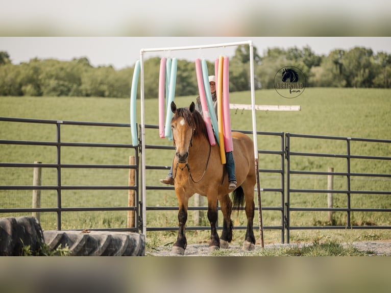 Trekpaard Mix Ruin 5 Jaar 170 cm Buckskin in Fredericksburg, OH