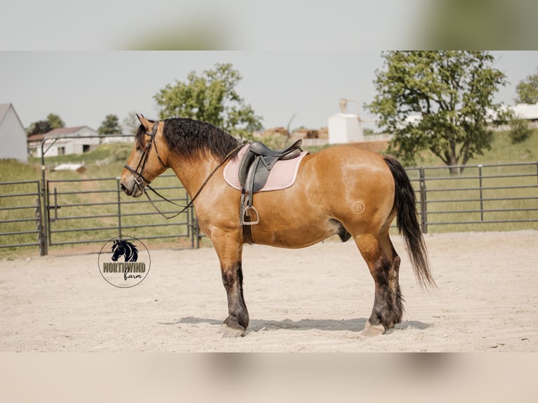 Trekpaard Mix Ruin 5 Jaar 170 cm Buckskin in Fredericksburg, OH