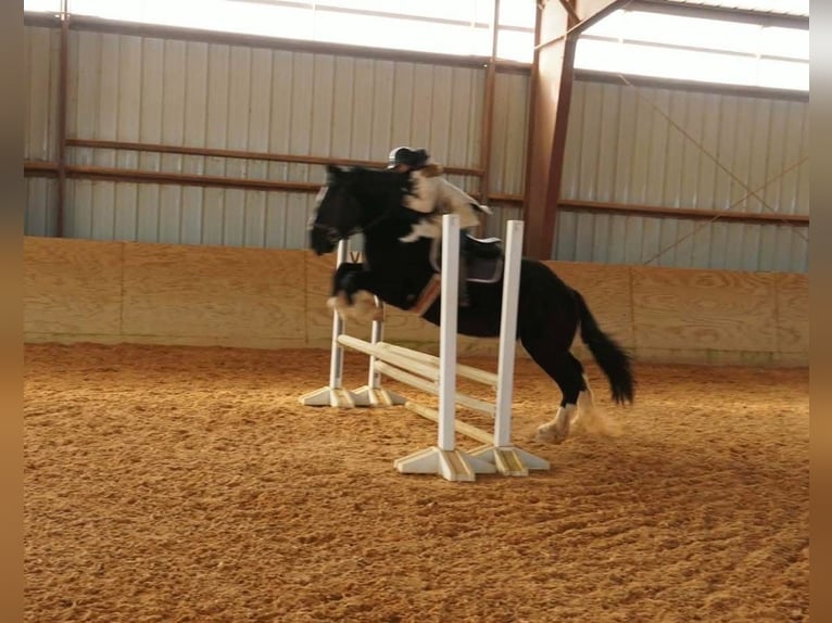 Trekpaard Mix Ruin 5 Jaar 173 cm Gevlekt-paard in Tuscarora