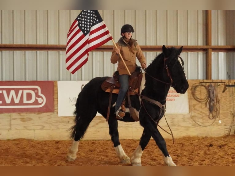 Trekpaard Mix Ruin 5 Jaar 173 cm Gevlekt-paard in Tuscarora