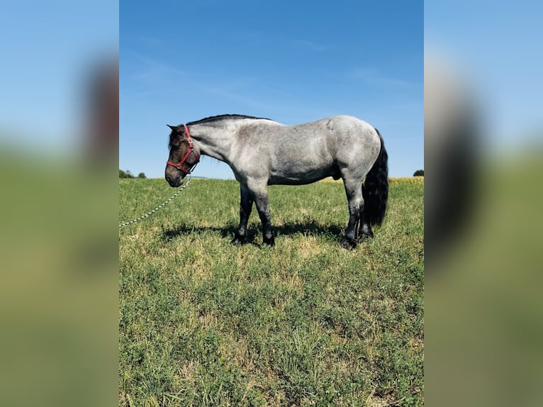 Trekpaard Mix Ruin 5 Jaar 173 cm Roan-Blue in Millersburg