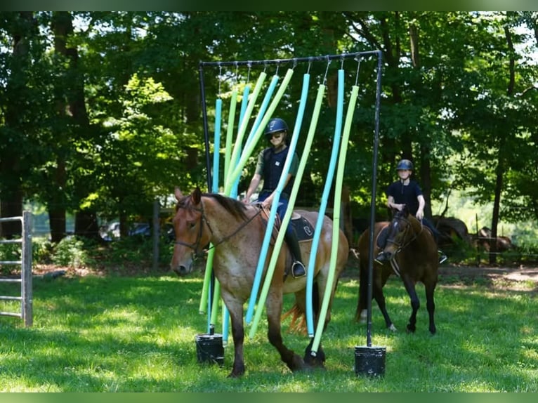 Trekpaard Mix Ruin 5 Jaar 173 cm Roan-Red in Clover