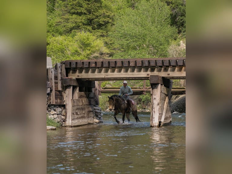 Trekpaard Mix Ruin 5 Jaar Buckskin in Heber City
