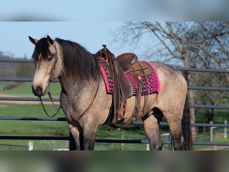 Trekpaard Mix Ruin 5 Jaar Buckskin in Fredericksburg, OH