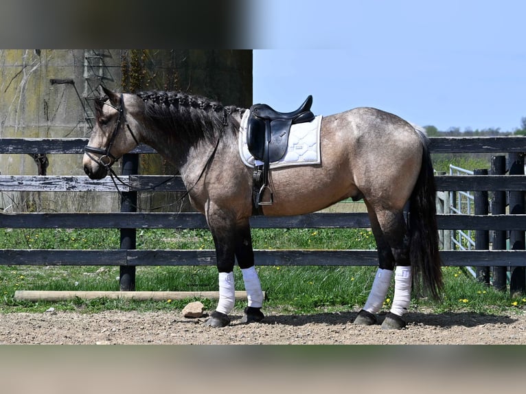 Trekpaard Mix Ruin 5 Jaar Buckskin in Fredericksburg, OH
