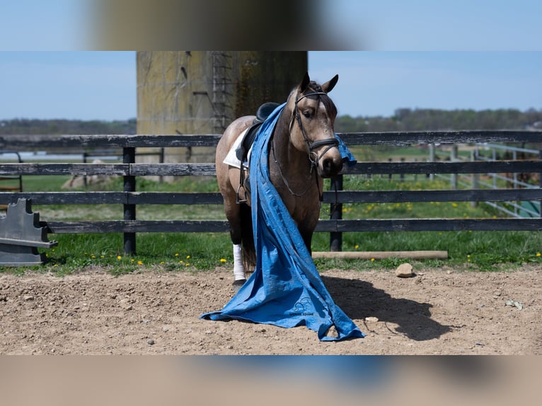 Trekpaard Mix Ruin 5 Jaar Buckskin in Fredericksburg, OH
