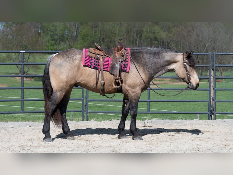 Trekpaard Mix Ruin 5 Jaar Buckskin in Fredericksburg, OH