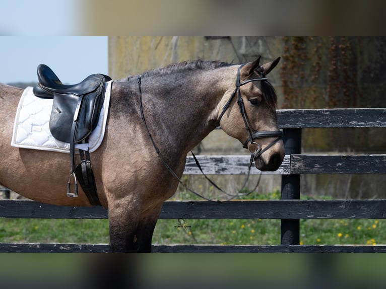 Trekpaard Mix Ruin 5 Jaar Buckskin in Fredericksburg, OH