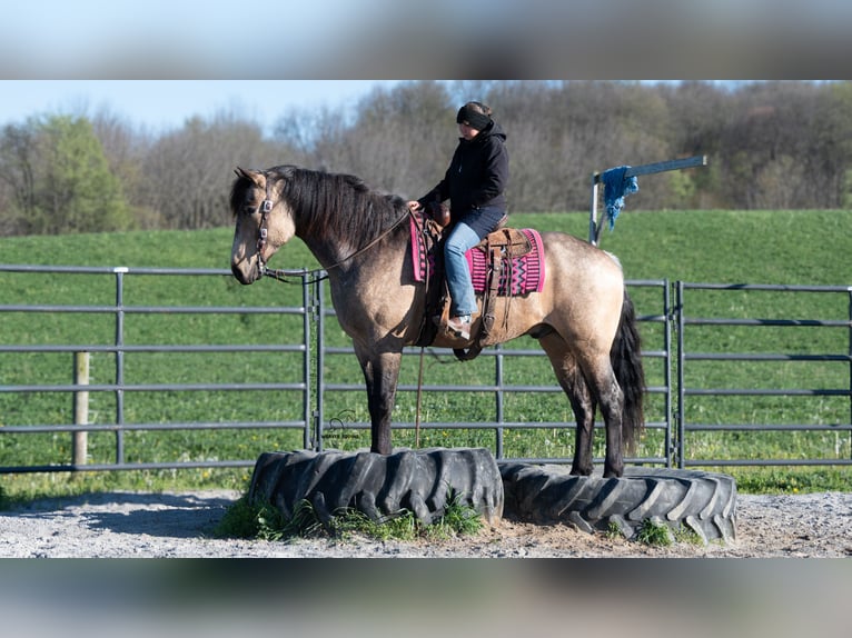 Trekpaard Mix Ruin 5 Jaar Buckskin in Fredericksburg, OH