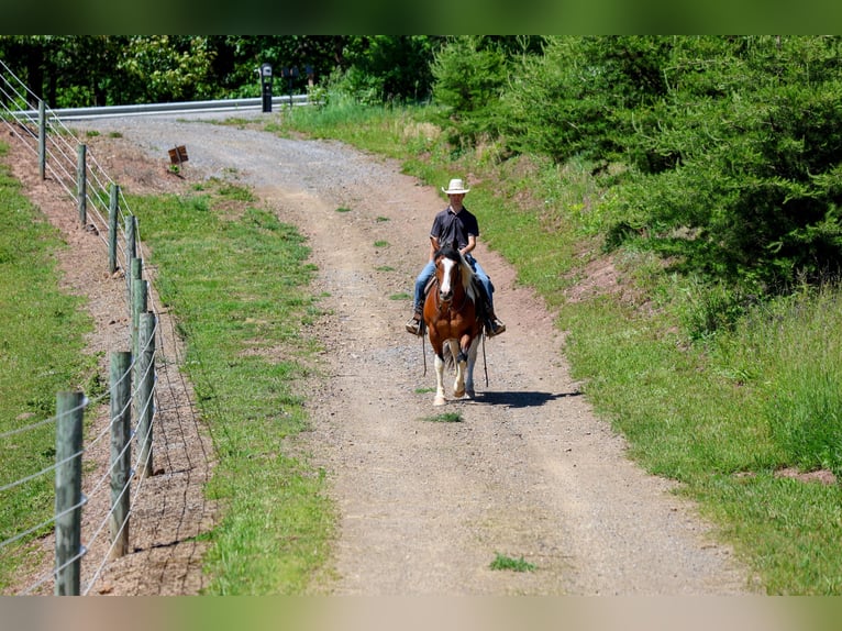 Trekpaard Mix Ruin 5 Jaar Gevlekt-paard in Needmore