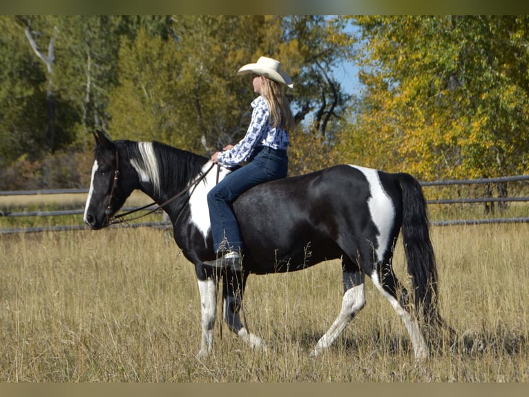 Trekpaard Mix Ruin 5 Jaar Gevlekt-paard in Bozeman
