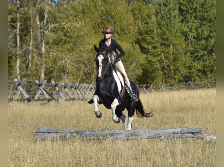 Trekpaard Mix Ruin 5 Jaar Gevlekt-paard in Bozeman