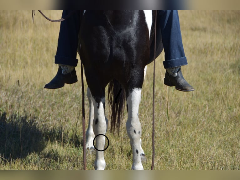 Trekpaard Mix Ruin 5 Jaar Gevlekt-paard in Bozeman