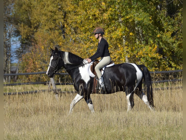 Trekpaard Mix Ruin 5 Jaar Gevlekt-paard in Bozeman