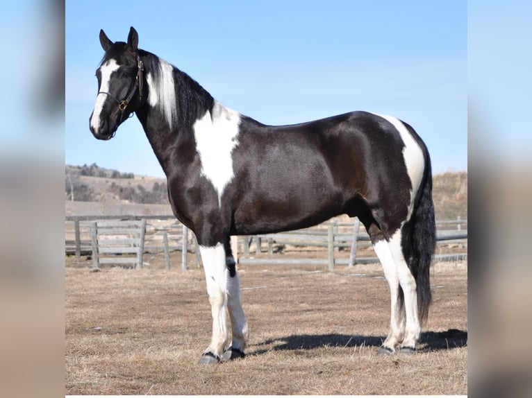 Trekpaard Mix Ruin 5 Jaar Gevlekt-paard in Bozeman