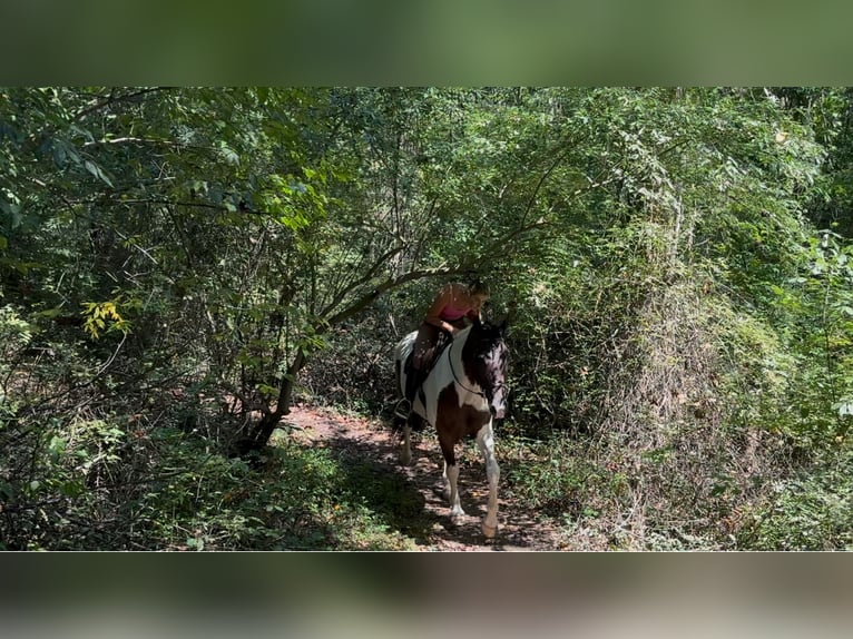 Trekpaard Ruin 5 Jaar Gevlekt-paard in Gap