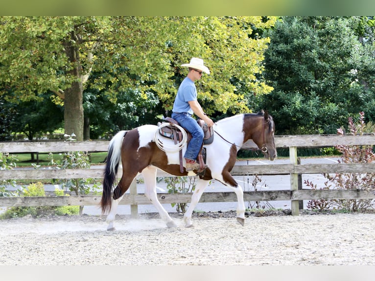 Trekpaard Ruin 5 Jaar Gevlekt-paard in Gap