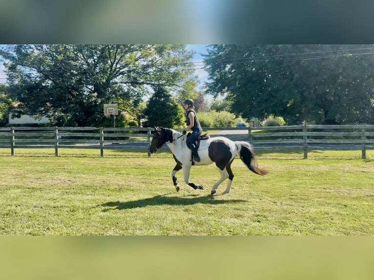 Trekpaard Ruin 5 Jaar Gevlekt-paard in Gap