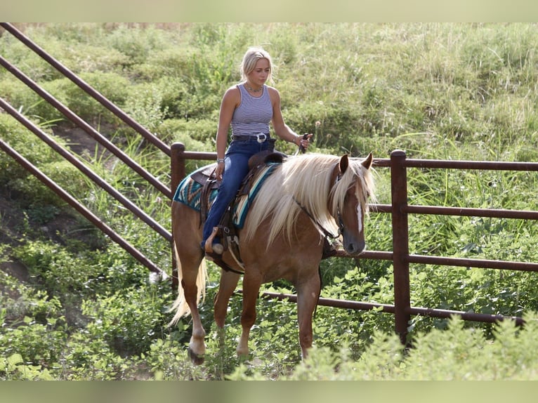 Trekpaard Mix Ruin 5 Jaar Palomino in Mineral Wells