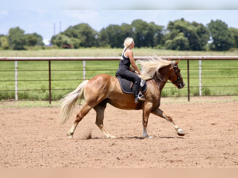 Trekpaard Mix Ruin 5 Jaar Palomino in Mineral Wells