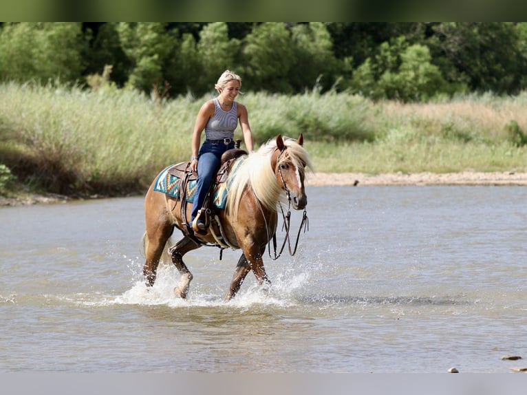 Trekpaard Mix Ruin 5 Jaar Palomino in Mineral Wells