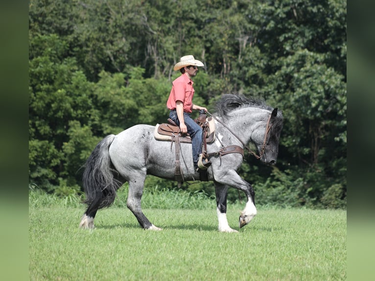 Trekpaard Mix Ruin 5 Jaar Roan-Blue in Berea