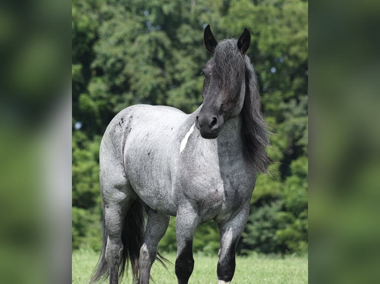 Trekpaard Mix Ruin 5 Jaar Roan-Blue in Berea