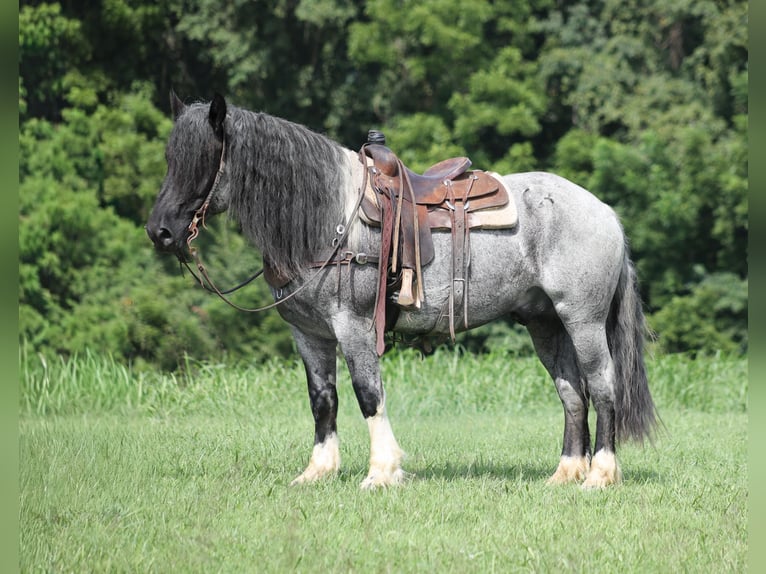 Trekpaard Mix Ruin 5 Jaar Roan-Blue in Berea