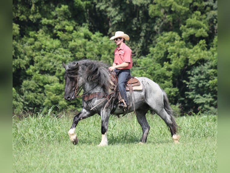 Trekpaard Mix Ruin 5 Jaar Roan-Blue in Berea