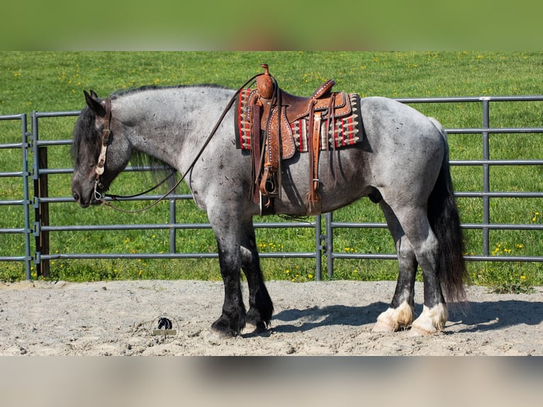 Trekpaard Mix Ruin 5 Jaar Roan-Blue in Fredericksburg, OH