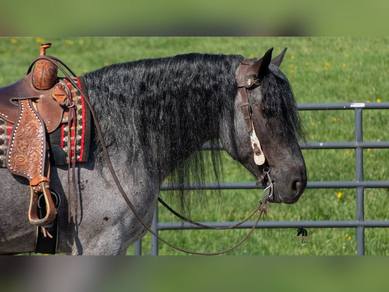 Trekpaard Mix Ruin 5 Jaar Roan-Blue in Fredericksburg, OH
