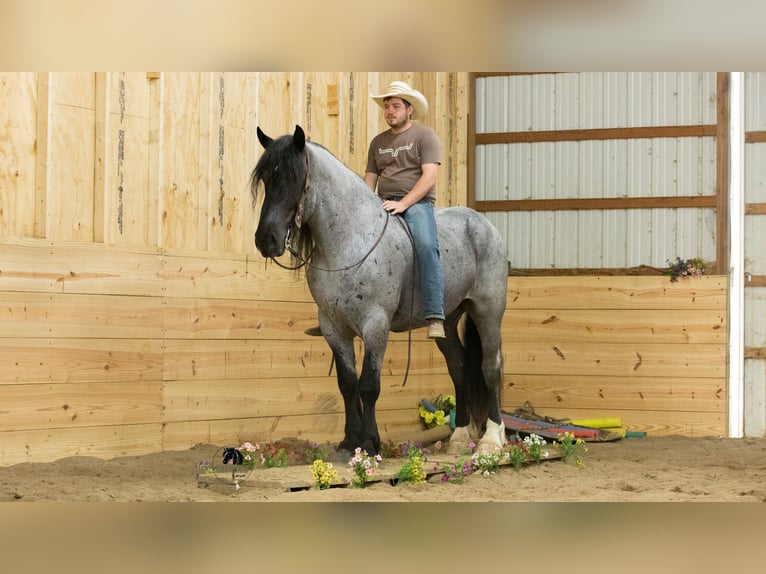 Trekpaard Mix Ruin 5 Jaar Roan-Blue in Fredericksburg, OH