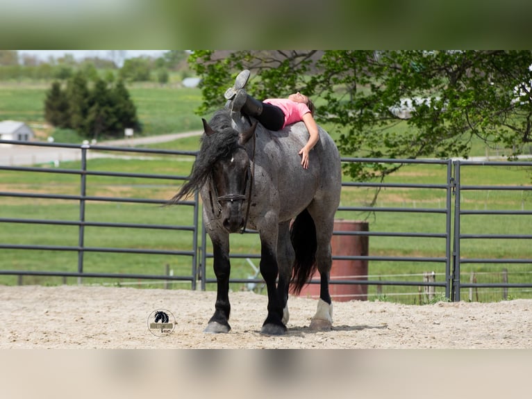 Trekpaard Mix Ruin 5 Jaar Roan-Blue in Fredericksburg, OH