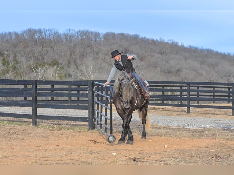 Trekpaard Mix Ruin 5 Jaar Schimmel in Fairbank, IA