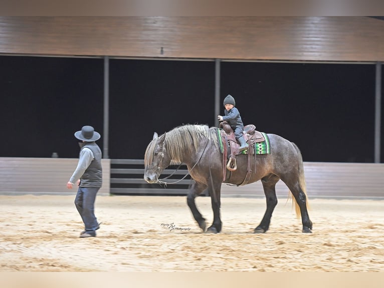 Trekpaard Mix Ruin 5 Jaar Schimmel in Fairbank, IA