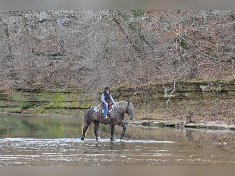 Trekpaard Mix Ruin 5 Jaar Schimmel in Fairbank, IA