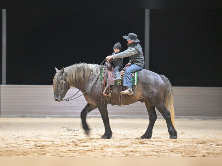 Trekpaard Mix Ruin 5 Jaar Schimmel in Fairbank, IA