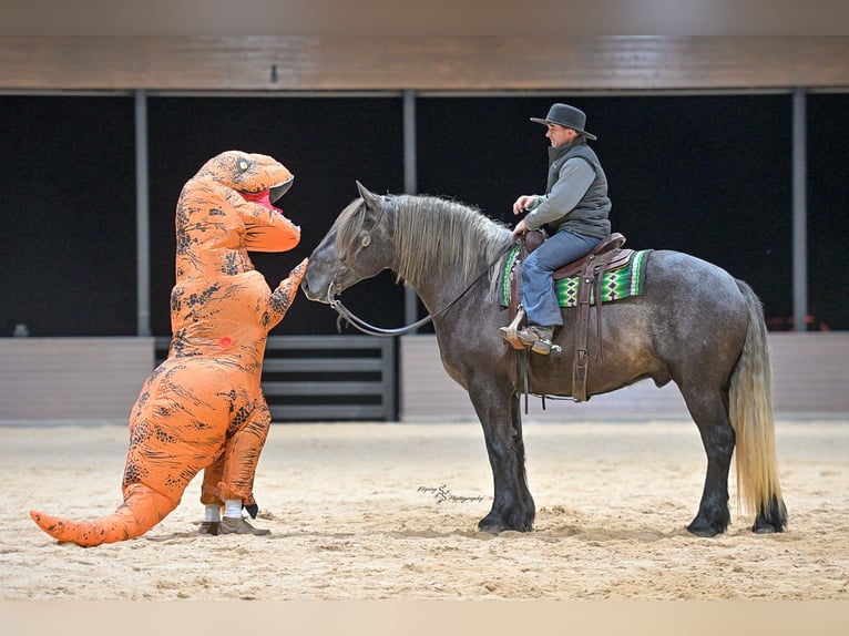 Trekpaard Mix Ruin 5 Jaar Schimmel in Fairbank, IA